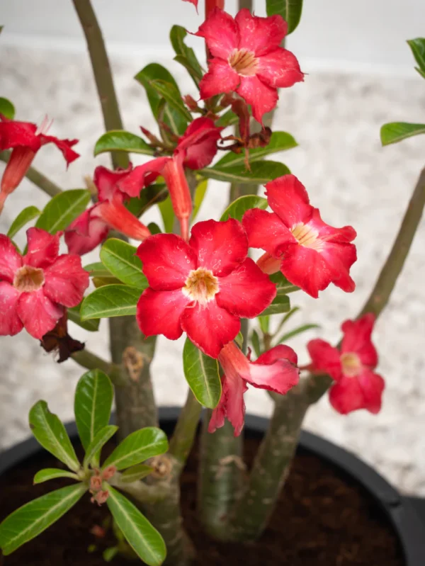 Desert Rose - Image 5