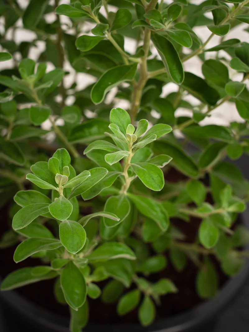 Texas Sage - Image 3