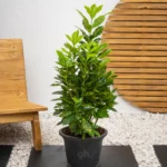 Croton Goldust
