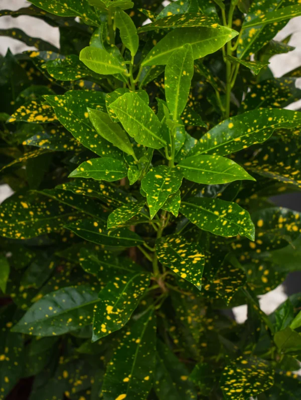 Croton Goldust - Image 4