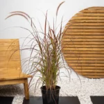 Red Fountain Grass