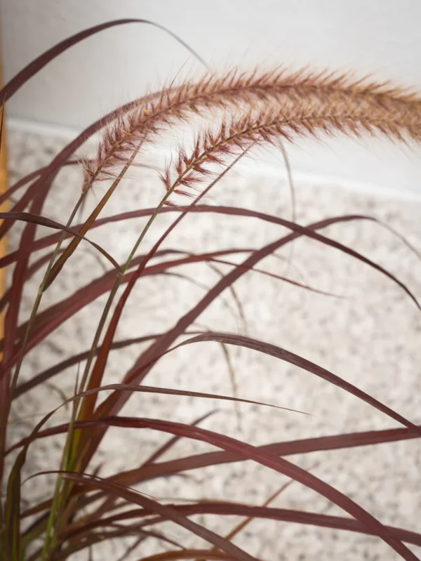 Red Fountain Grass - Image 3