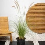 Green Fountain Grass