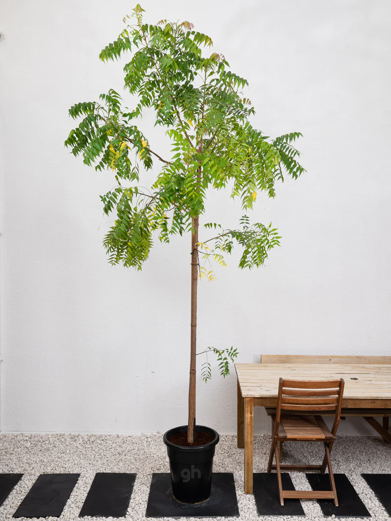 Neem Tree - Image 3