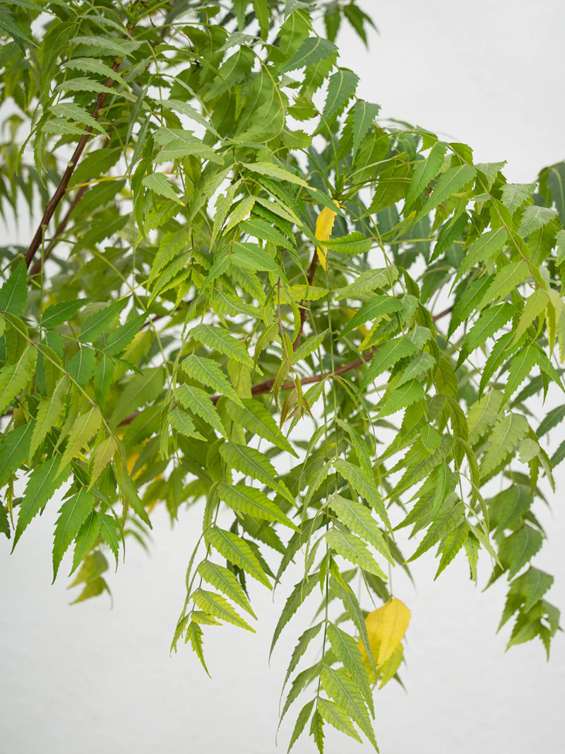 Neem Tree - Image 2