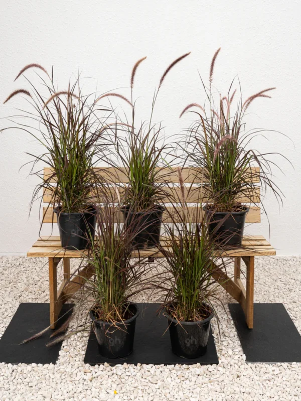 Red Fountain Grass - Image 5