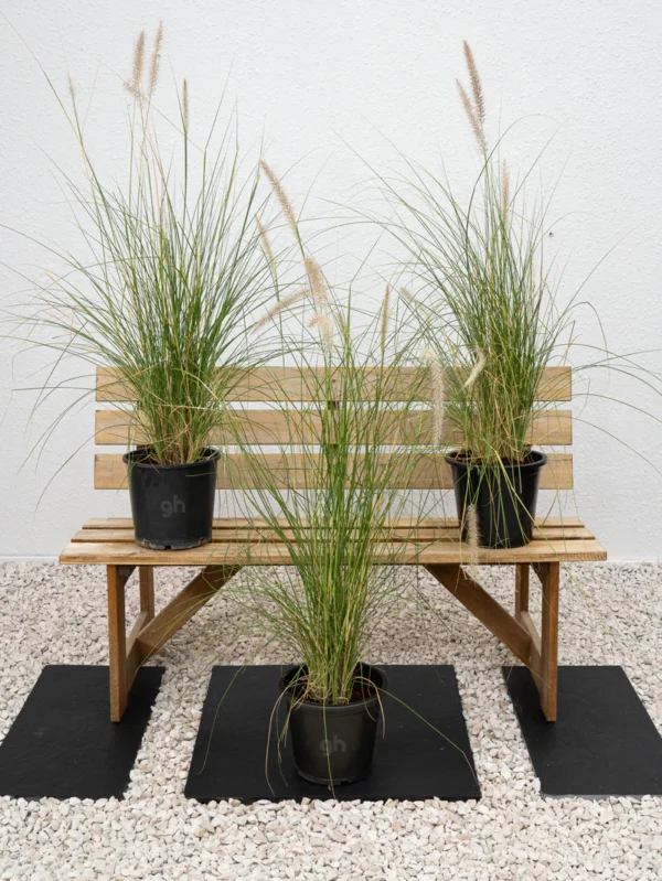 Green Fountain Grass - Image 3