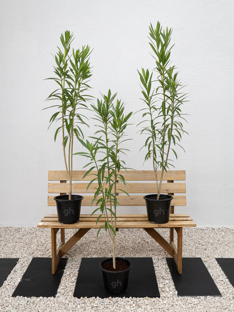 Nerium Oleander - Image 2