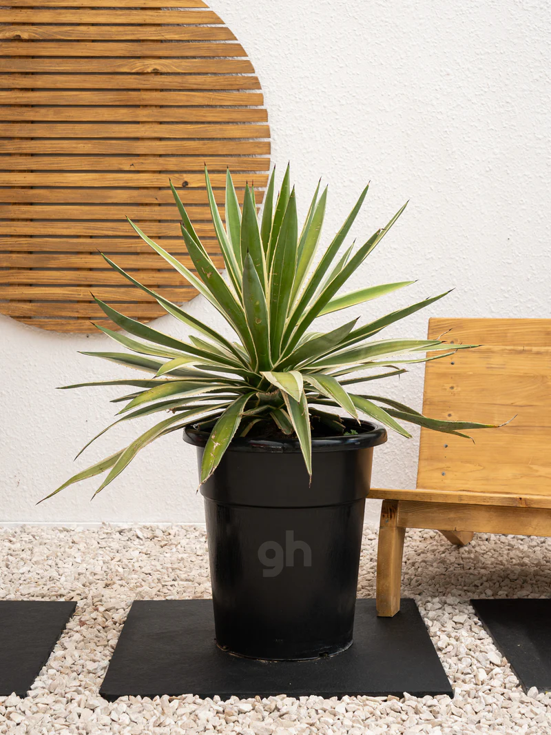 Variegated Agave - Image 2