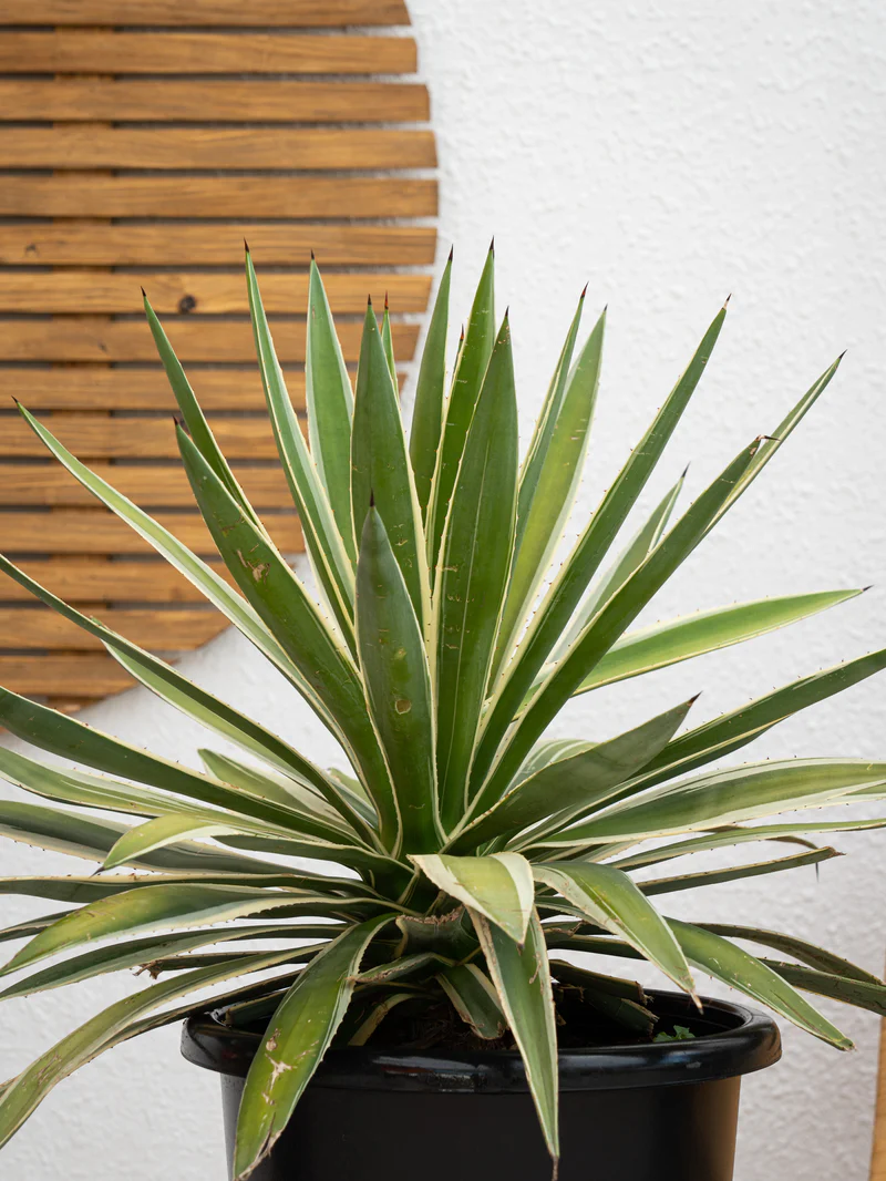 Variegated Agave - Image 3