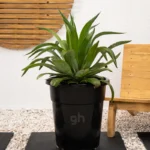 Spineless Agave