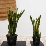 Snake Plants