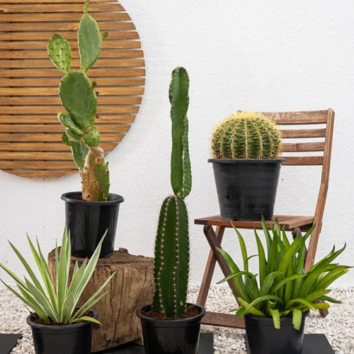Cactus Plant Bundle