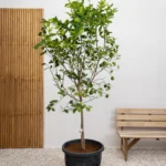 Lemon Tree