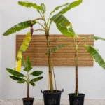 Banana Plant