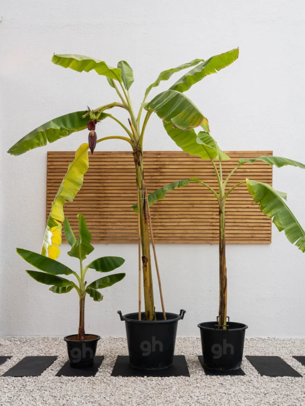 Banana Plant