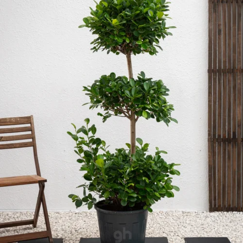 Ficus Panda Triple Head