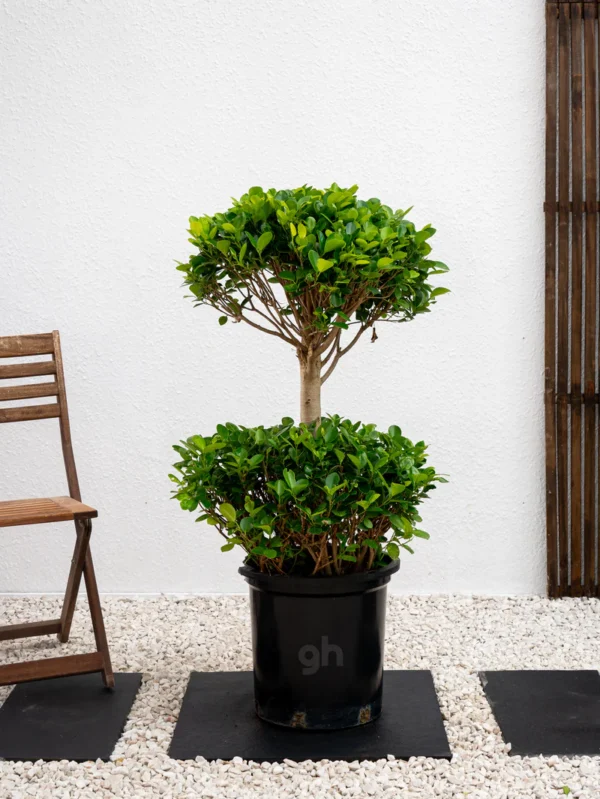 Ficus Panda Double Head