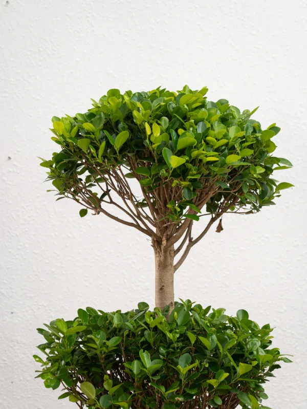 Ficus Panda Double Head - Image 3