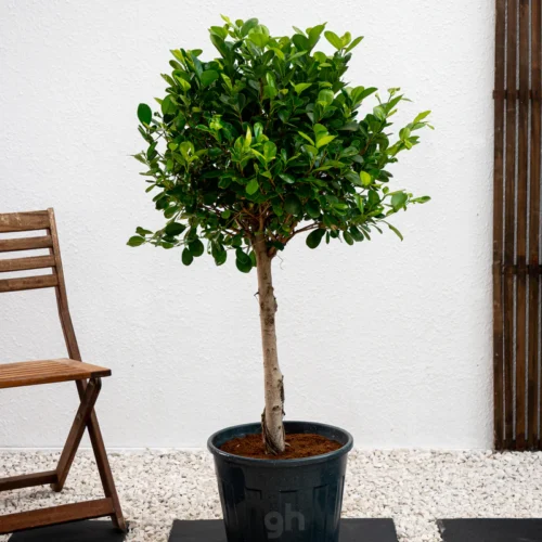 Ficus Panda Single Head