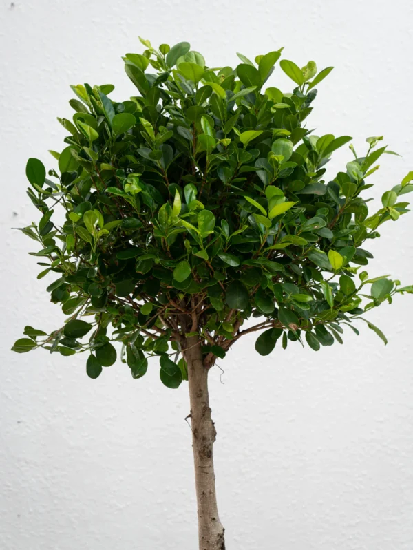 Ficus Panda Triple Head - Image 2