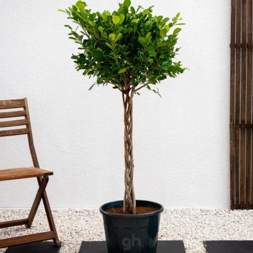 Ficus Panda Twisted Trunk