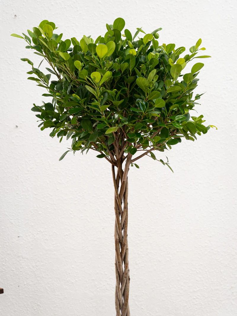 Ficus Panda Twisted Trunk - Image 2