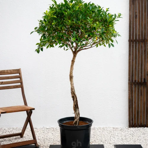 Ficus Nitida 1 Head