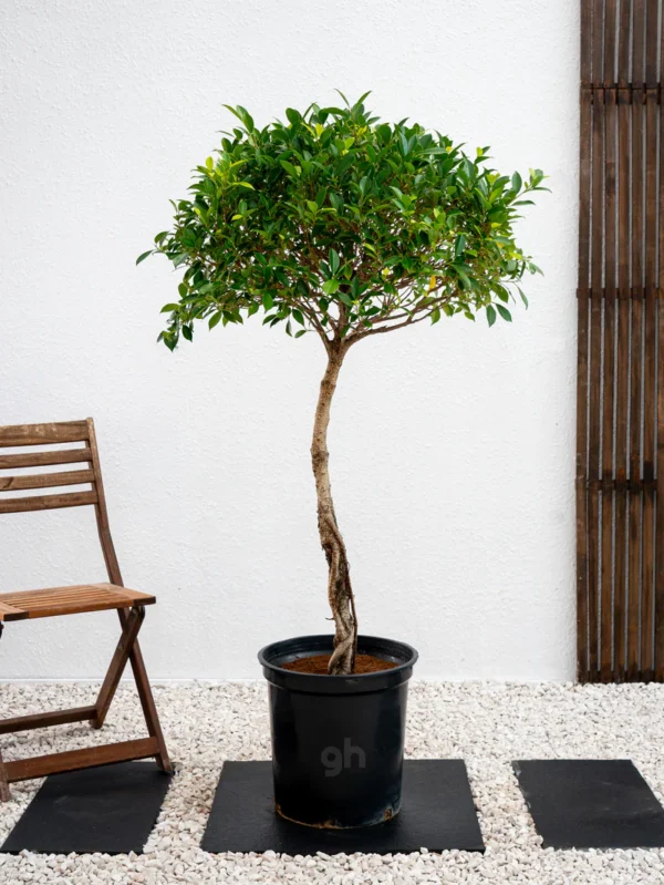 Ficus Nitida 1 Head