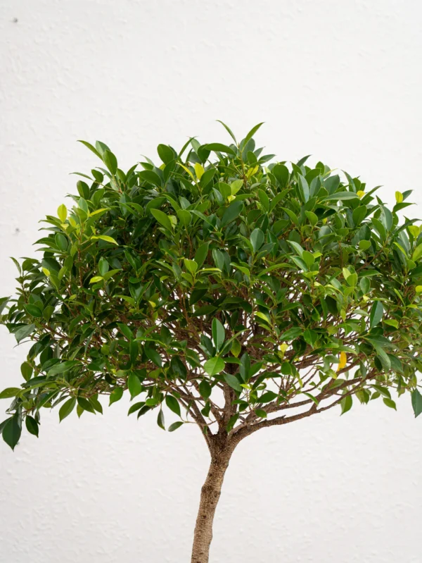 Ficus Nitida 1 Head - Image 2