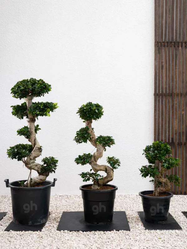 Ficus S Bonsai - Image 4