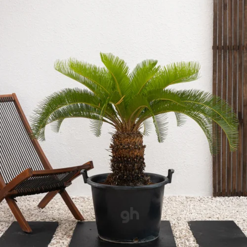 Sago Palm