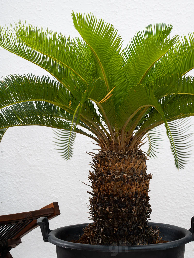 Sago Palm - Image 3