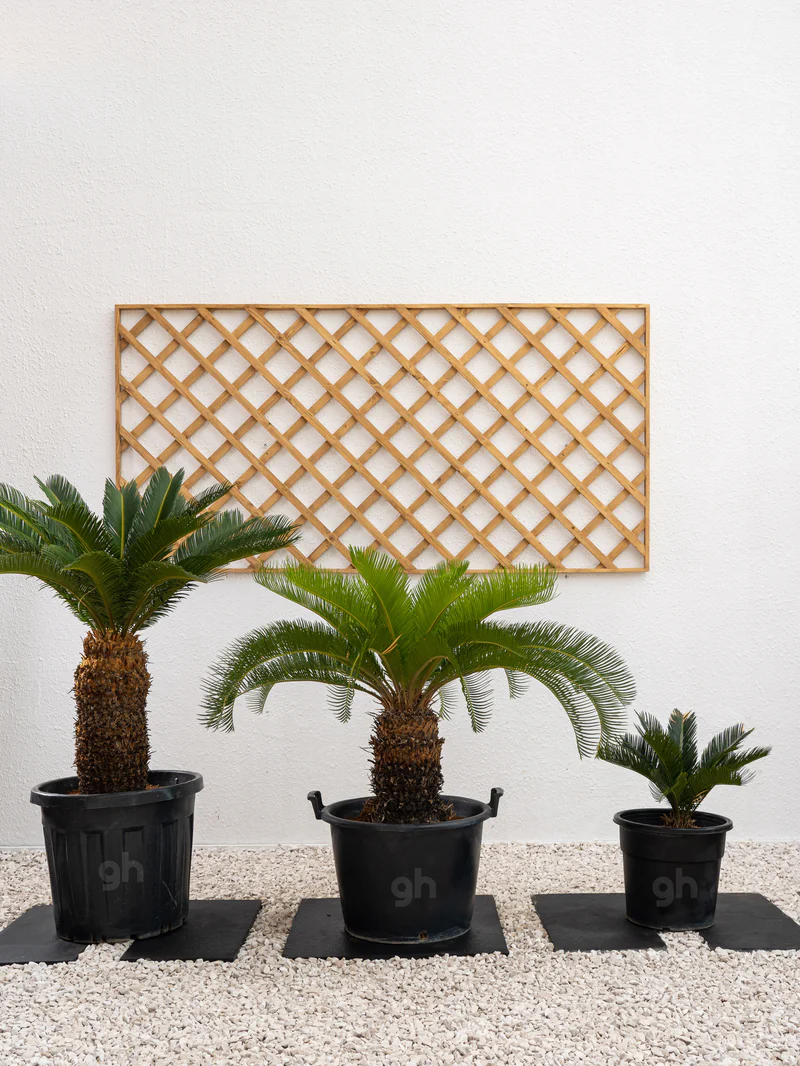 Sago Palm - Image 7
