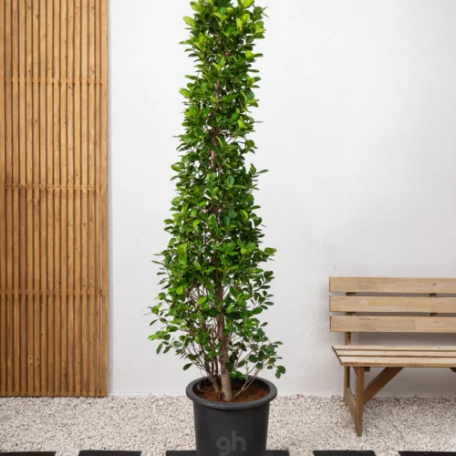 Ficus Panda Cone