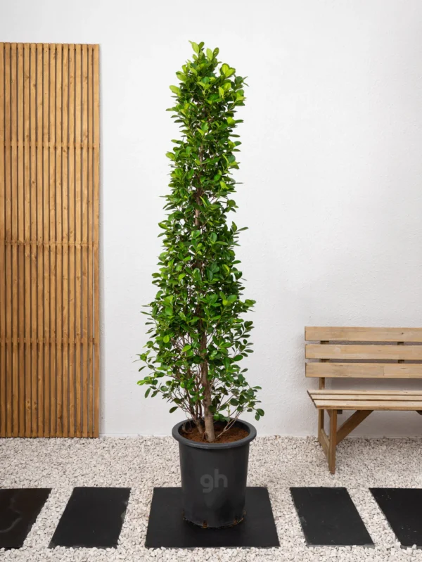 Ficus Panda Cone