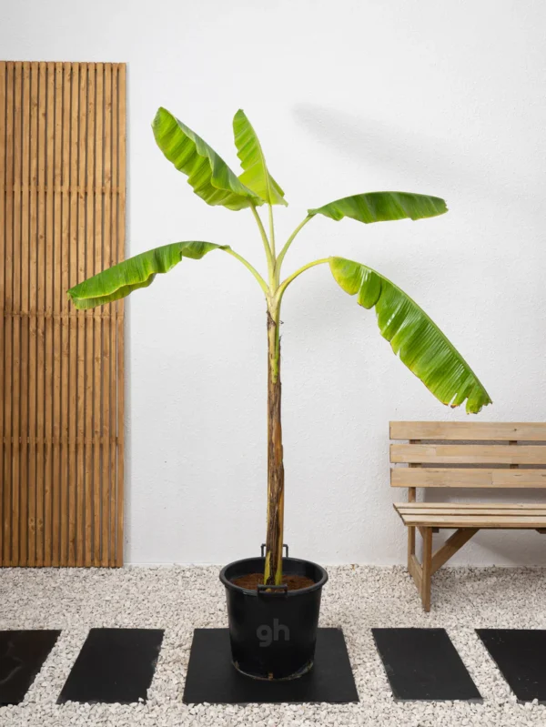 Banana Plant - Image 4