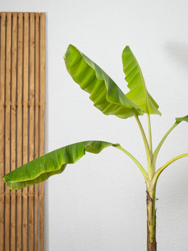 Banana Plant - Image 3