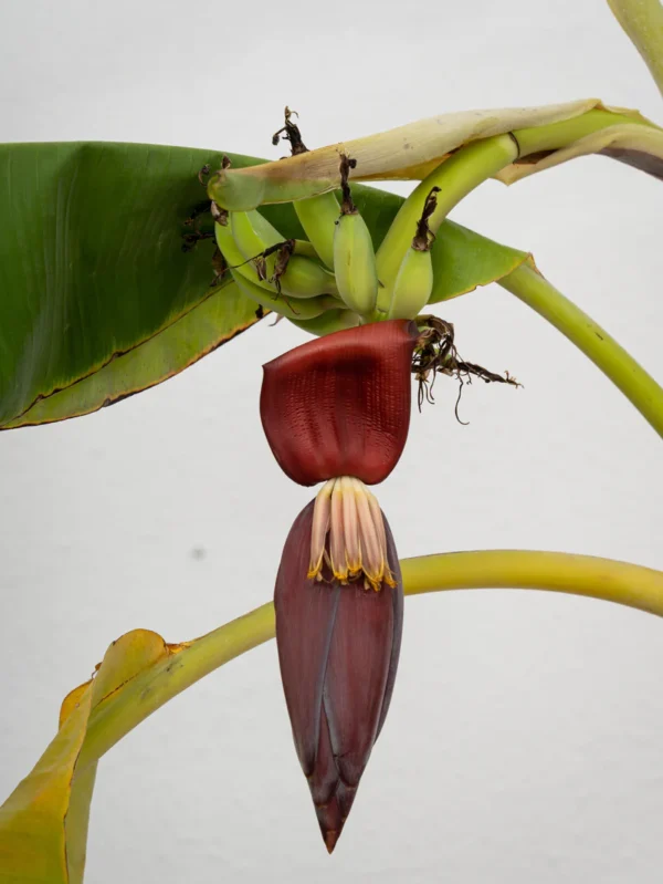 Banana Plant - Image 2