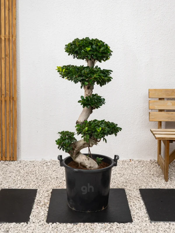 Ficus S Bonsai - Image 2