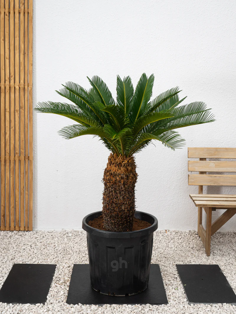 Sago Palm - Image 2