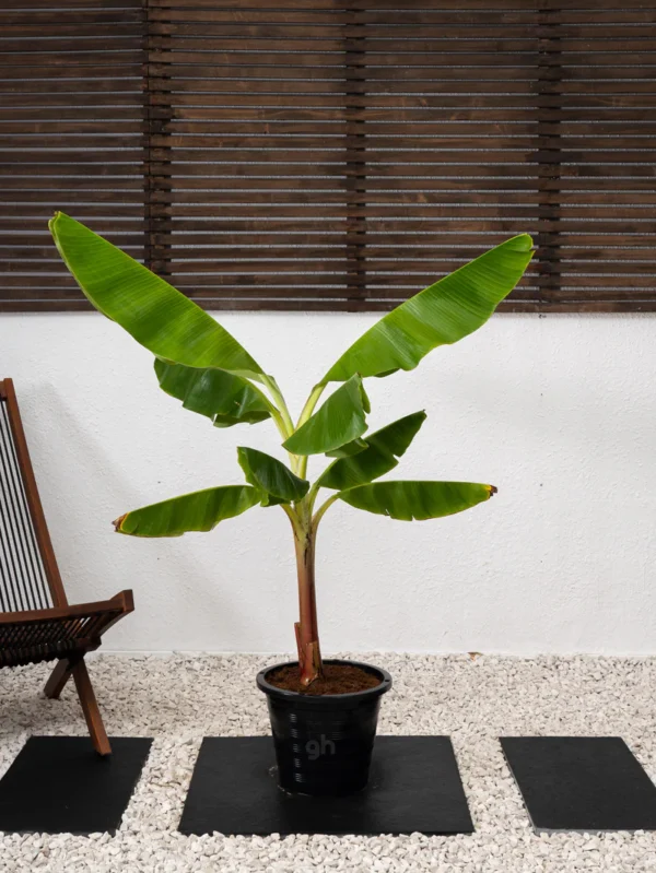 Banana Plant - Image 5