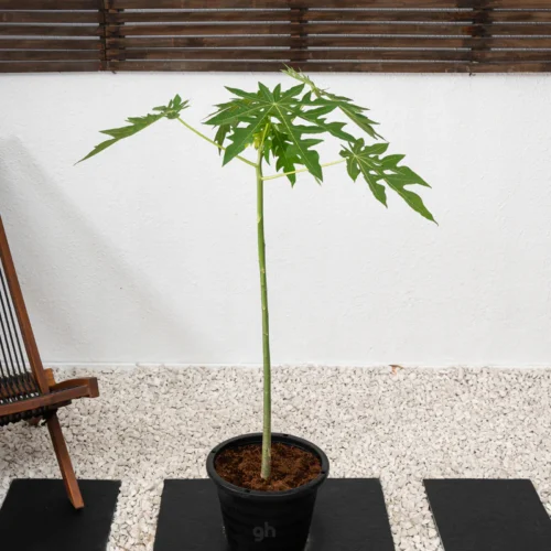 Papaya Tree
