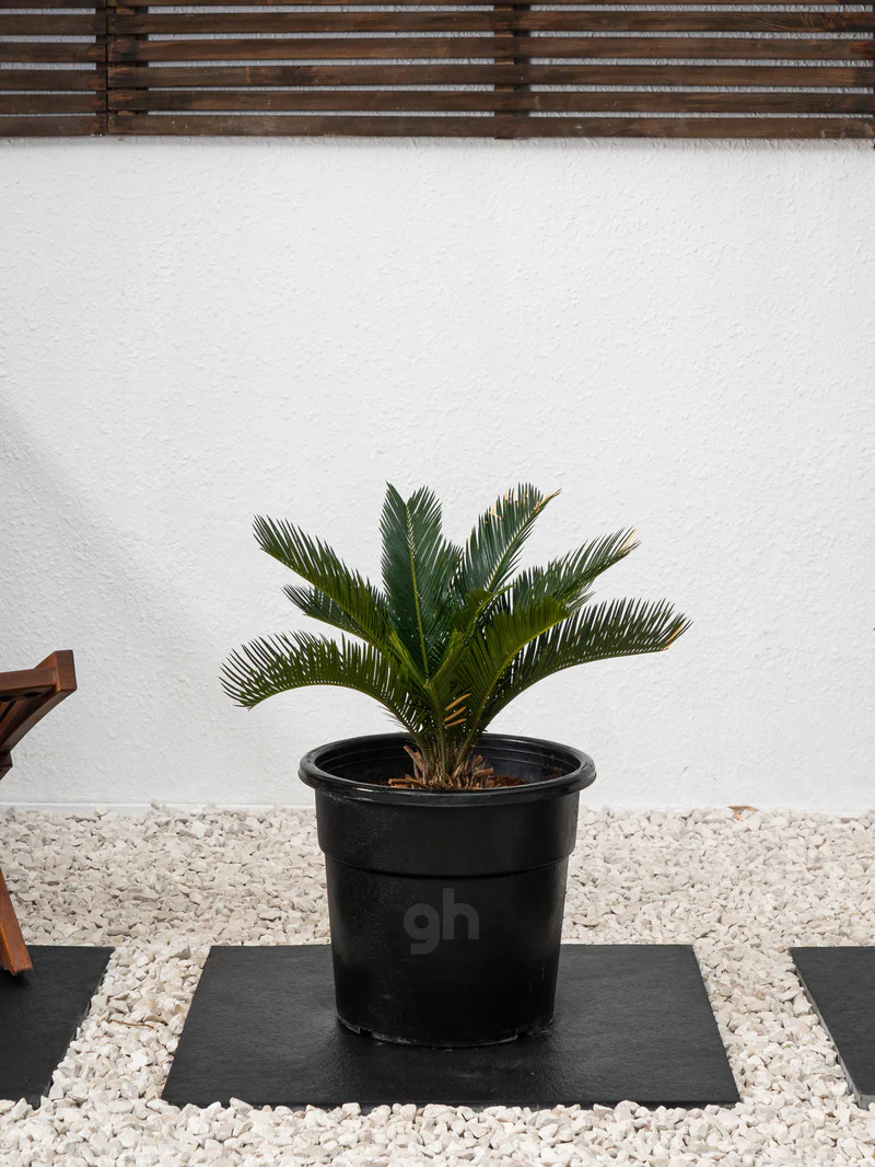 Sago Palm - Image 5