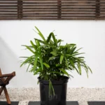 Lady Palm