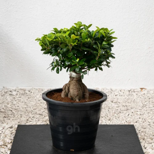 Ficus Bonsai