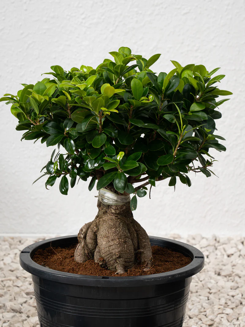 Ficus Bonsai - Image 3