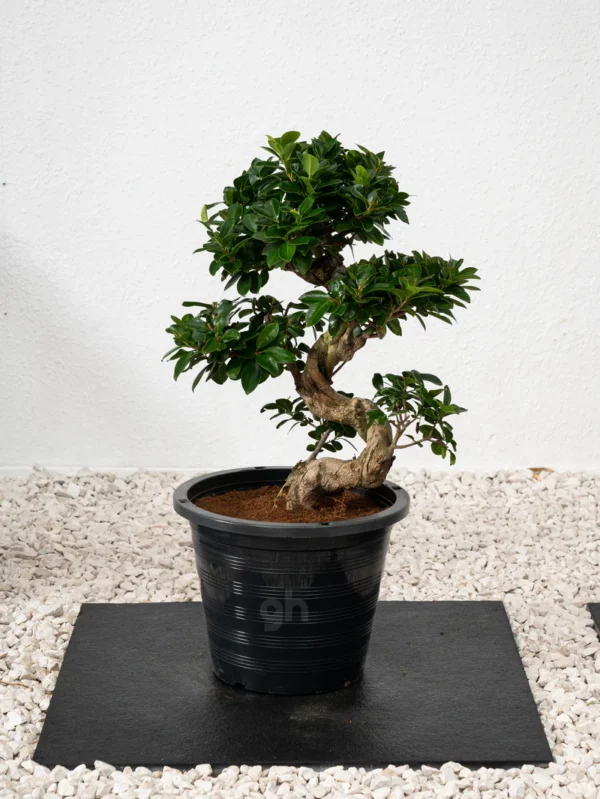 Ficus S Bonsai - Image 5