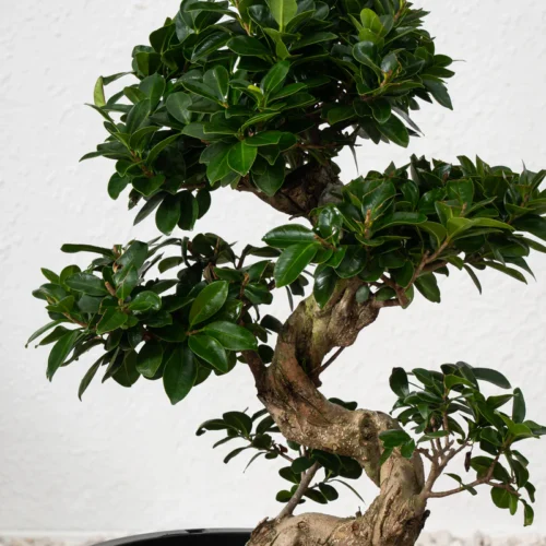 Ficus S Bonsai