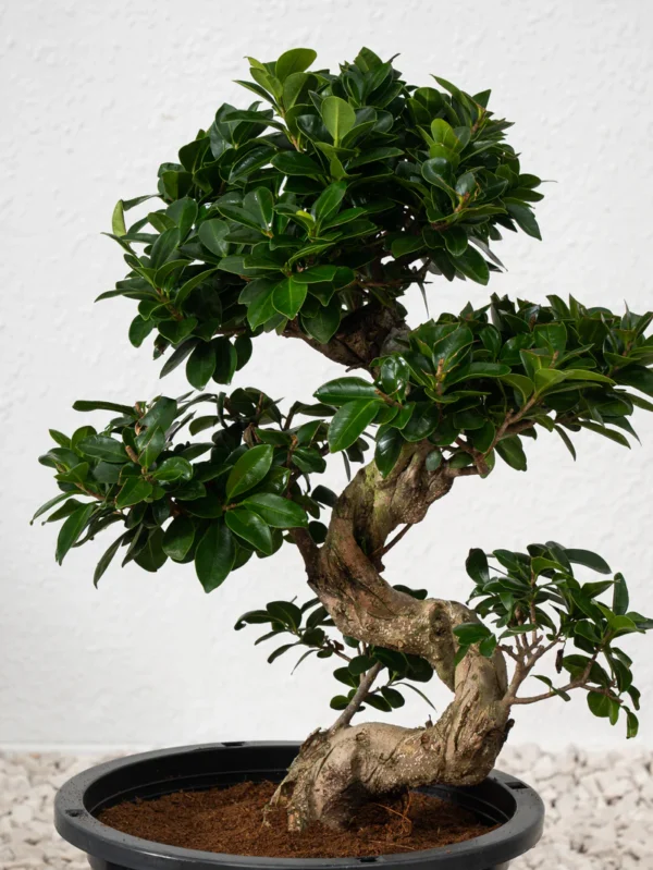 Ficus S Bonsai